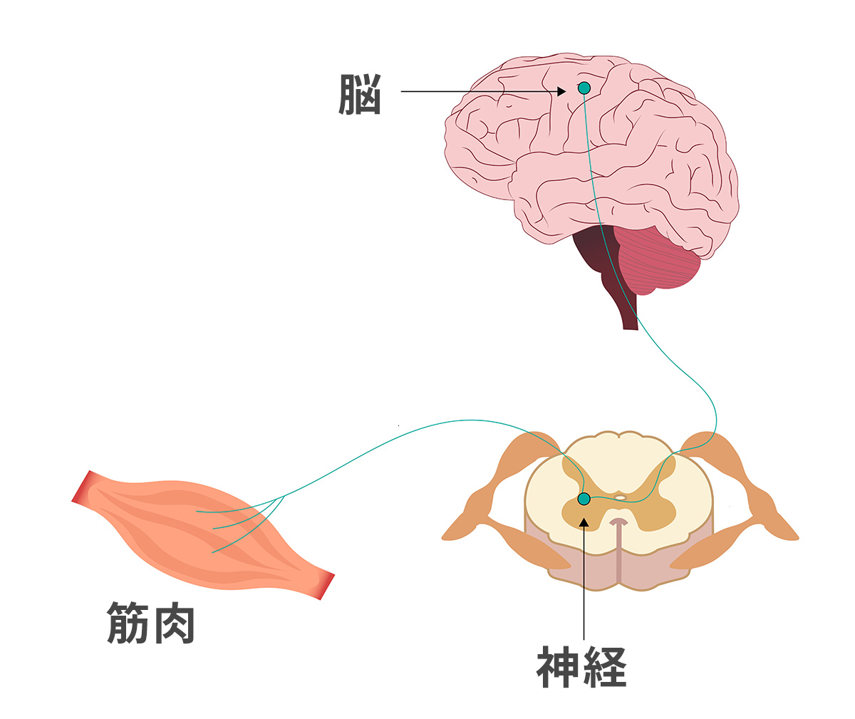 脳から筋肉までの指令